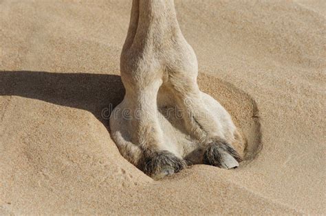 picture of a camels foot|what are camel thighs.